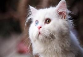 可爱的白毛猫咪图片大全桌面壁纸第二辑