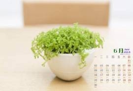 2014年6月日历桌面壁纸清新素雅绿色盆栽图片