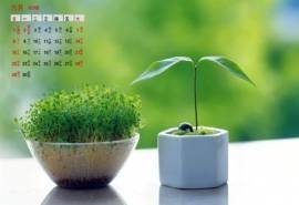 2014年6月日历绿色盆栽护眼高清电脑桌面壁纸