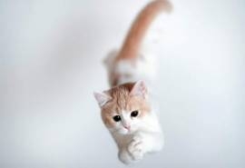 可爱宠物小猫咪呆萌抓拍特写桌面壁纸下载