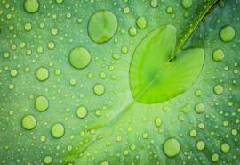 高清雨水精选绿叶水滴绿色护眼桌面壁纸下载第二辑