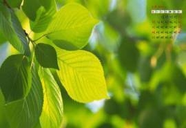 2014年7月日历护眼壁纸清新绿色树叶图片
