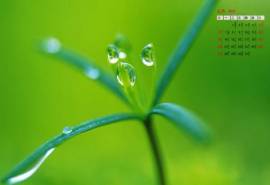 高清雨水2022年7月日历壁纸清凉夏季小清新绿叶水滴护眼(二)
