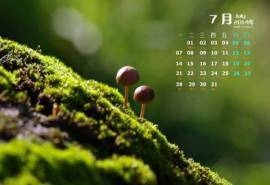 2014年7月日历壁纸绿色清新养眼森林小蘑菇图片(二)
