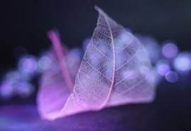 特色树叶唯美树叶高清电脑桌面壁纸