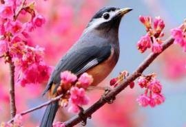 唯美意境鸟语花香高清电脑桌面壁纸大全