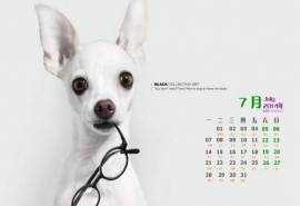 2014年7月日历创意可爱狗狗图片高清电脑桌面壁纸