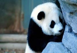 爱卖萌的国宝大熊猫可爱动物图片桌面壁纸高清