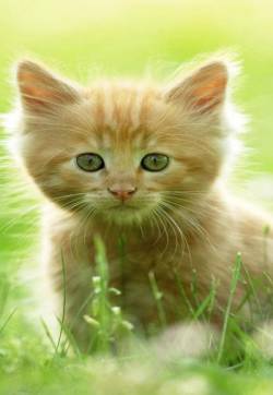 可爱超清的大图合集猫咪手机壁纸下载