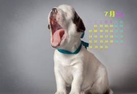 2014年7月日历壁纸高清动物可爱狗狗图片合集(一)