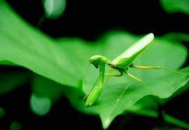 动物昆虫螳螂图片高清电脑桌面壁纸