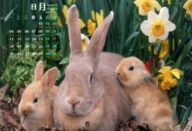 2014年8月日历超萌小兔子高清宽屏电脑桌面壁纸大全