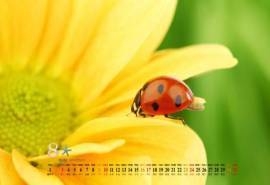 2014年8月日历植物向日葵特写高清电脑桌面壁纸(二)
