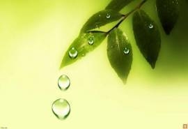 绿色树叶上的水滴护眼植物桌面壁纸高清 第二辑