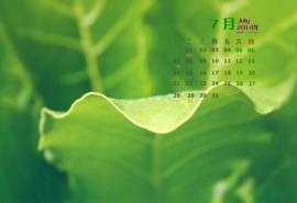 2014年7月日历壁纸清新绿色护眼叶子高清图片(一)