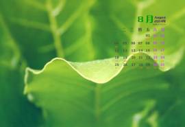 2014年8月日历壁纸清新大自然花草植物高清图片(一)