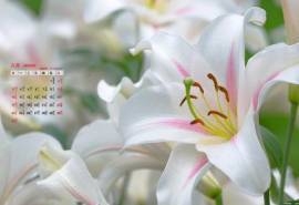 2014年8月日历壁纸清新脱俗纯洁百合花高清特写