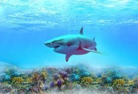 美丽海洋生物海中之王凶猛鲨鱼高清桌面壁纸(一)