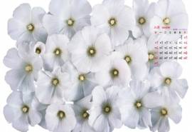 高清日历精选清新素雅简洁唯美白色花卉桌面壁纸(二)