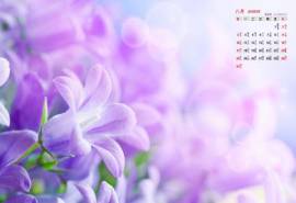高清日历win7官方唯美花卉主题桌面壁纸第一辑