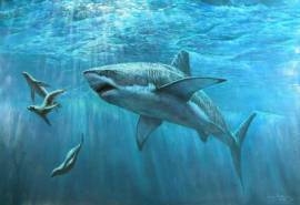 美丽海洋生物海中之王凶猛鲨鱼高清桌面壁纸(三)