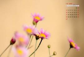 2014年8月日历大自然唯美素雅花朵护眼桌面壁纸
