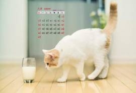 2014年8月日历桌面壁纸可爱的超萌小动物高清图片