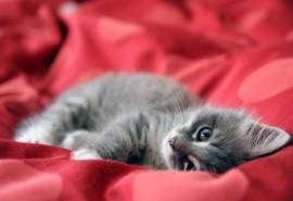 超萌可爱治愈系猫咪趣味搞怪高清桌面壁纸(二)
