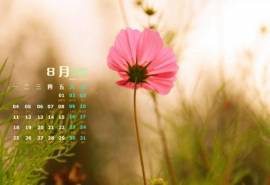 2014年8月日历清新美丽的格桑花高清电脑桌面主题壁纸(二)