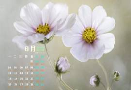 2014年8月日历清新美丽的格桑花高清电脑桌面主题壁纸(六)