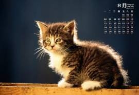 2014年8月日历壁纸可爱萌宠治愈系猫咪唯美特写(二)