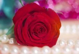 情人节唯美浪漫鲜艳红玫瑰花高清特写桌面壁纸(四)