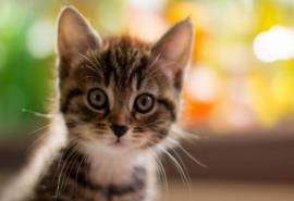 可爱的宠物喵星人搞笑小猫图片桌面壁纸　第一辑
