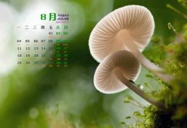 2022年8月日历壁纸绿色护眼清新小蘑菇微距写真图片第一辑