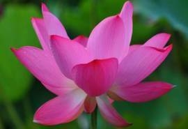 清新素雅的美丽荷花图片桌面壁纸高清 第一辑
