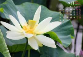 2014年9月日历桌面壁纸清新素雅的美丽荷花图片
