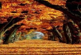 唯美的秋季树叶风景图片iphone手机壁纸