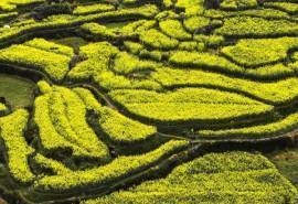 安徽绩溪家朋油菜花田园风光高清电脑桌面风景壁纸