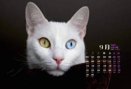 2014年9月日历壁纸超萌的可爱白色小猫咪高清图片(一)