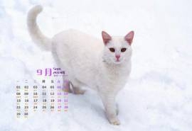 2014年9月日历壁纸超萌的可爱白色小猫咪高清图片(二)