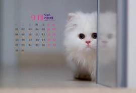 2014年9月日历壁纸超萌的可爱白色小猫咪高清图片(三)