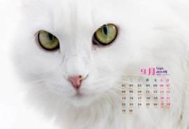 夏梓桐与猫咪拍写真可爱唯美手机壁纸