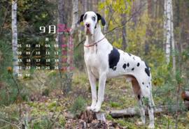 2014年9月日历壁纸高清可爱狗狗图片合集下载第一辑