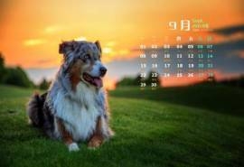 2014年9月日历壁纸高清动物可爱狗狗萌宠图片合集(三)