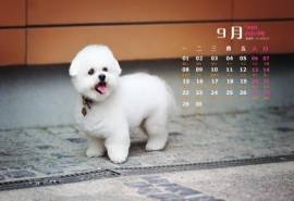 2014年9月日历壁纸高清动物可爱狗狗萌宠图片合集(四)