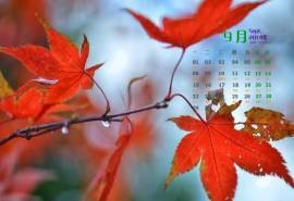 2014年9月日历壁纸微距树叶唯美摄影图片合集第二辑