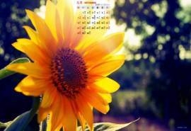 2014年9月日历壁纸秋季唯美意境向日葵田园风风光(一)