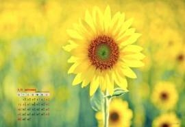 2014年9月日历壁纸秋季唯美意境向日葵田园风风光(二)