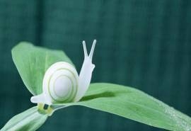 自然动物蜗牛高清电脑桌面主题壁纸下载