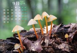 2014年9月日历森林一角小蘑菇win7宽屏电脑桌面主题壁纸